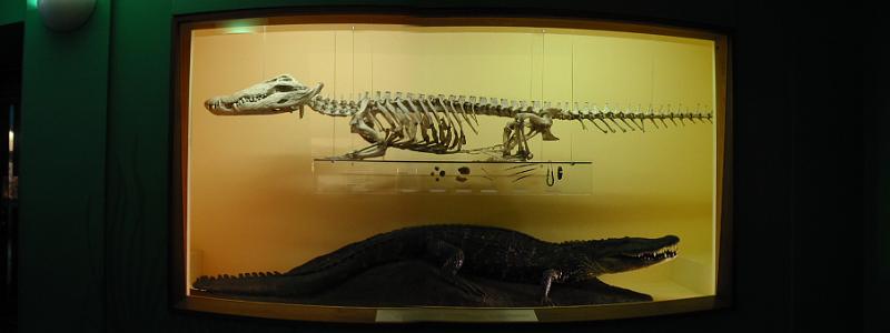 Crocodile Skeleton.jpg